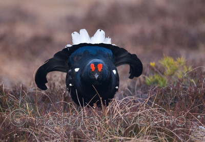 BB 08 0110 / Tetrao tetrix / Orrfugl